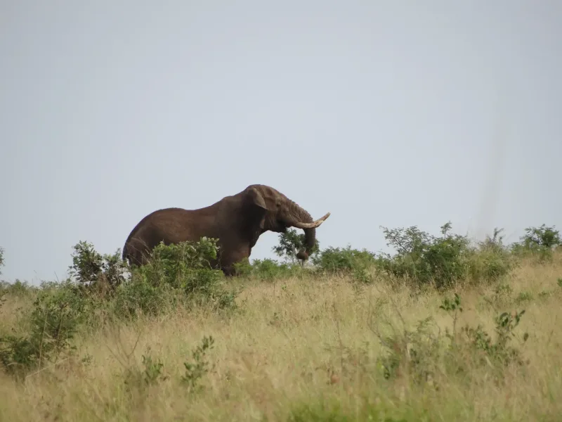 Bush camp Mozambique