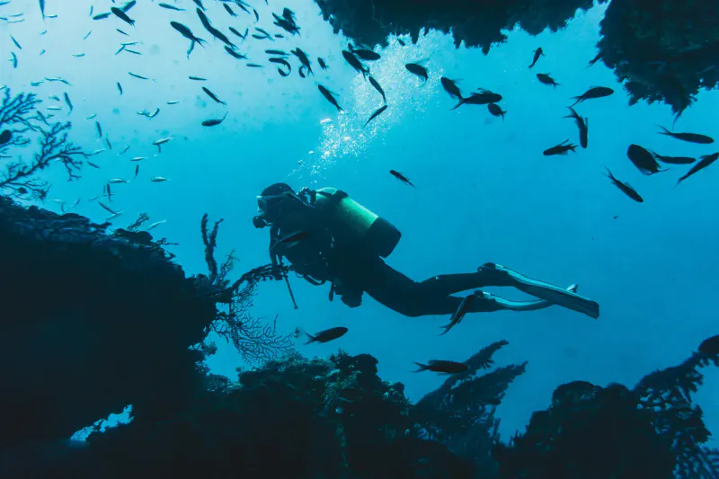 Colourful reef life on a dive site off Tofo Beach, Mozambique