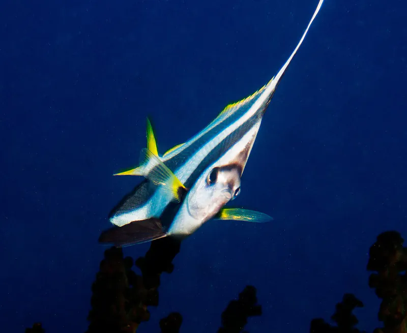 Underwater marine life on a Mozambique dive safari