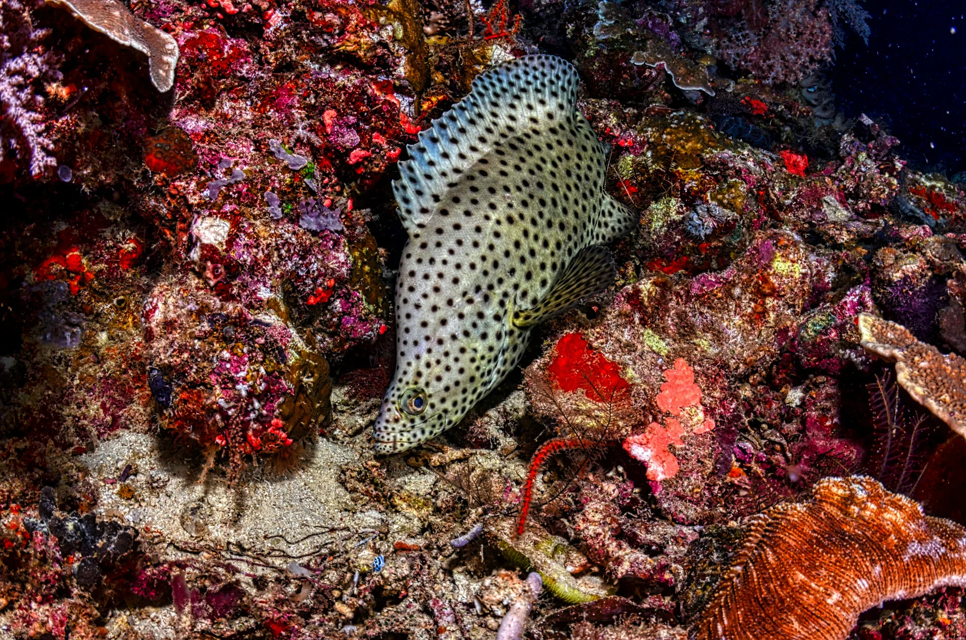 Scuba diver exploring reef