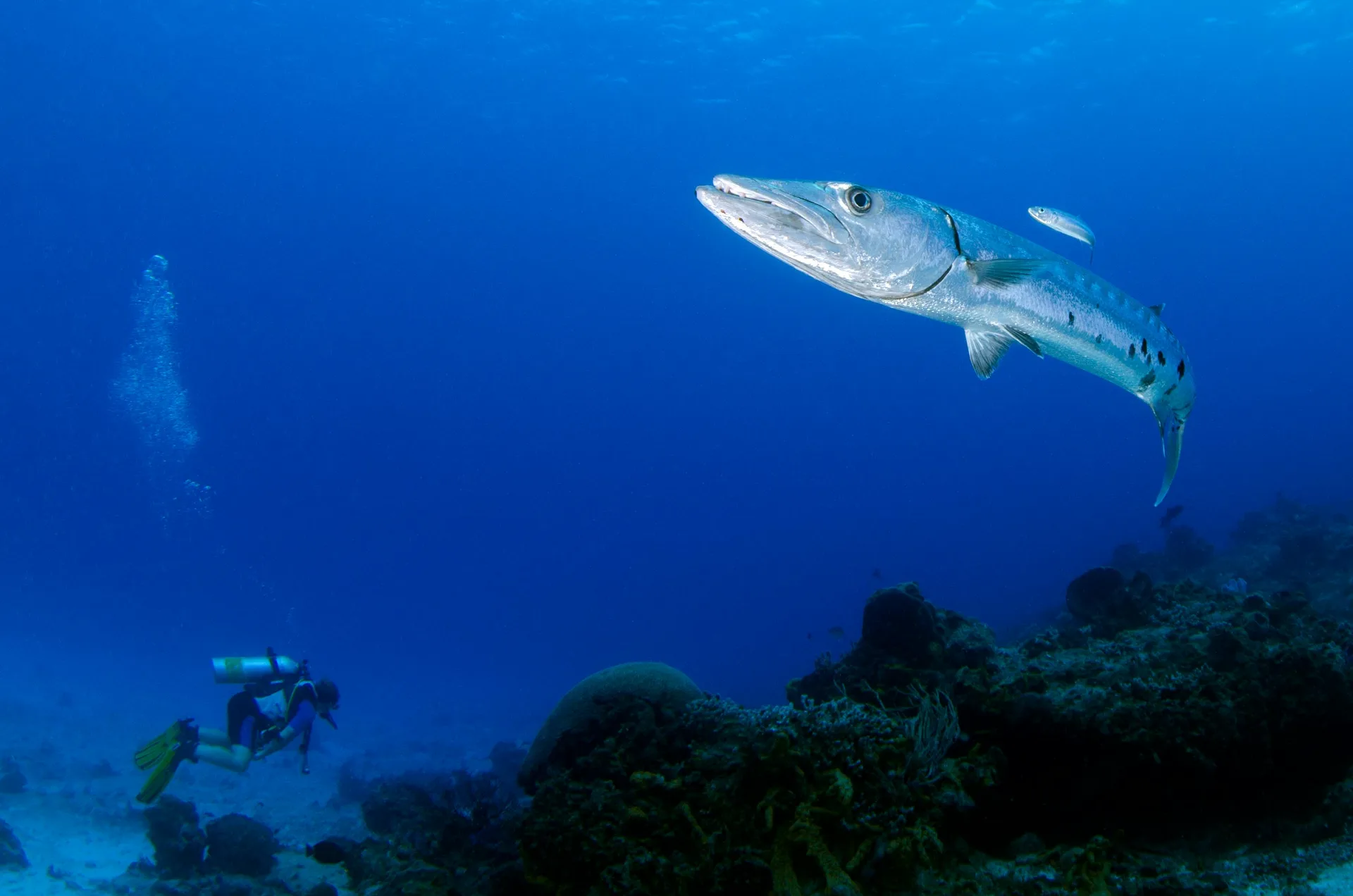 Marine life underwater
