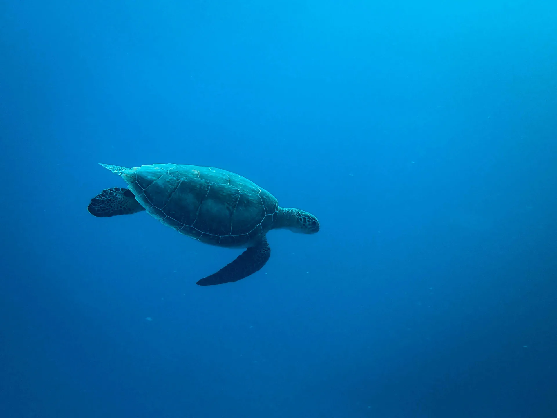 Coral reef dive