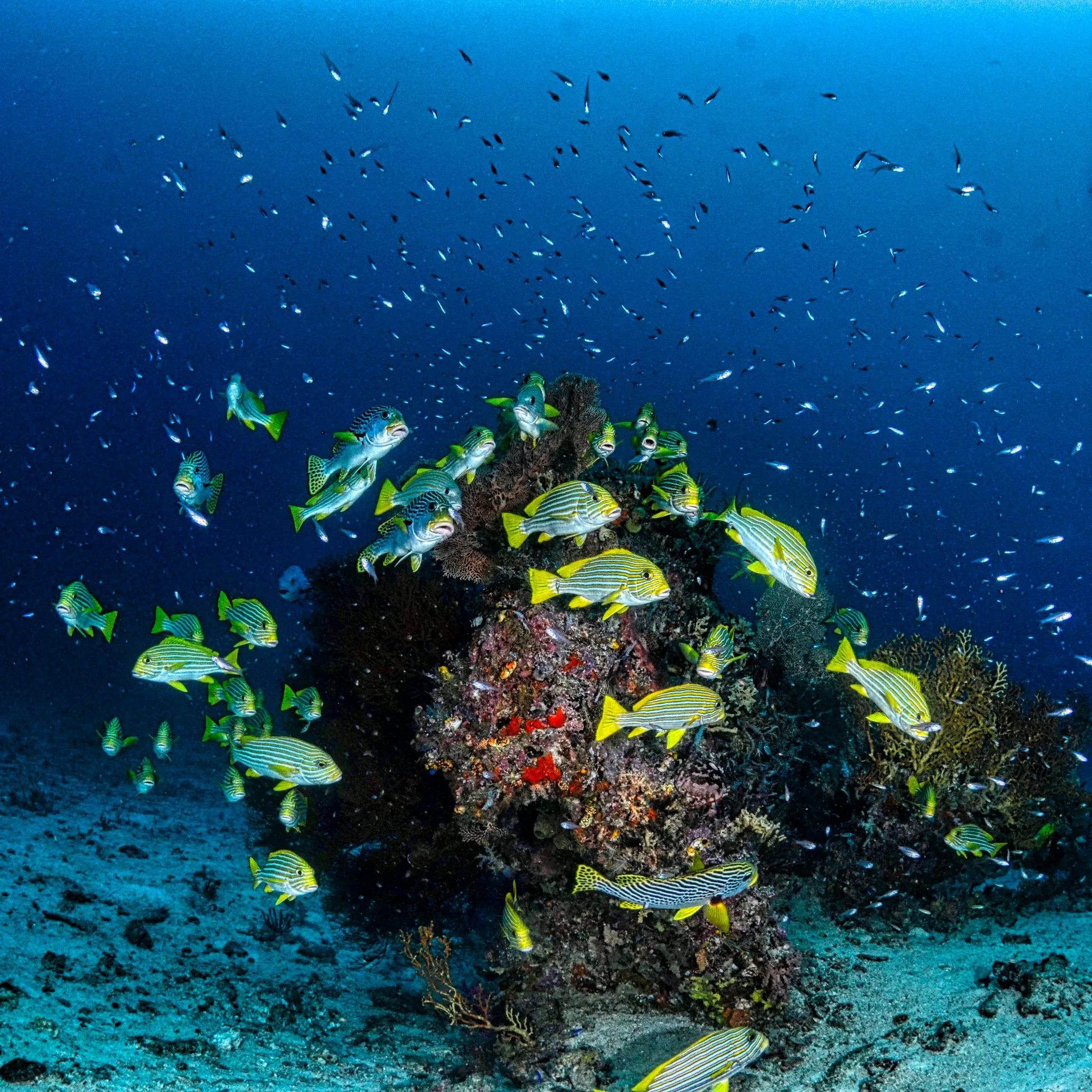 Underwater expedition dive