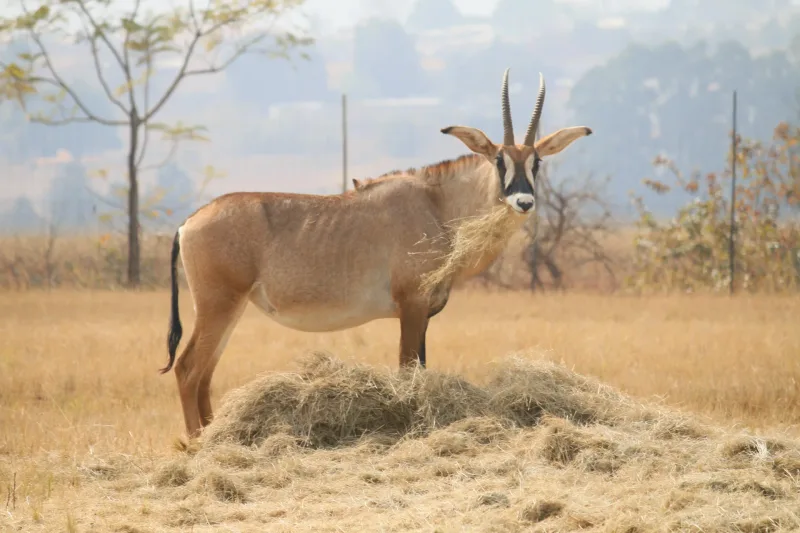 Eswatini Kingdom — rhino and cultural immersion