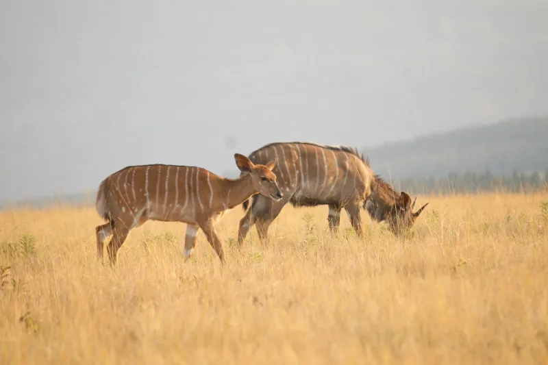 Game drive in Hlane Royal Park