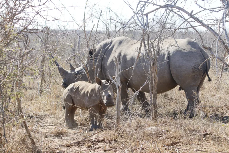Wildlife in the bush