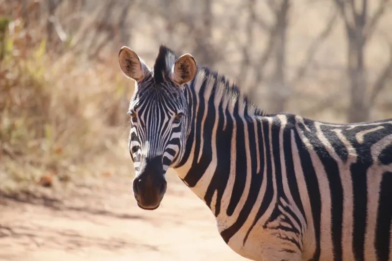 Zebra herd at sunset, Maputo National Park