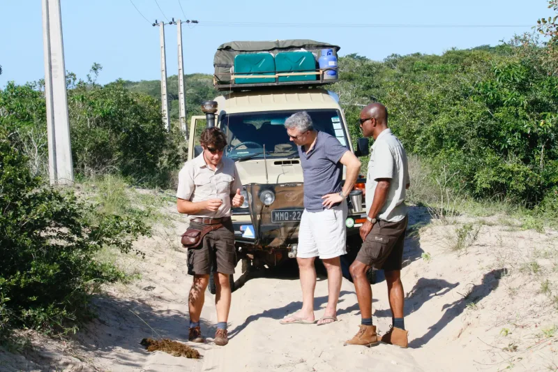 Safari wildlife