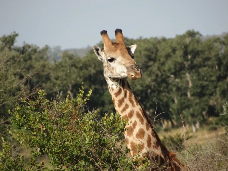 Wildlife viewing in Kruger