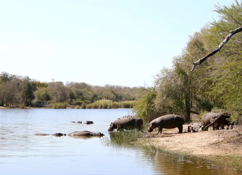 Safari bush scenery