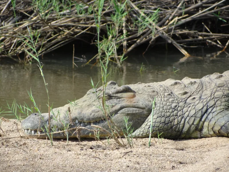 Safari landscape Kruger