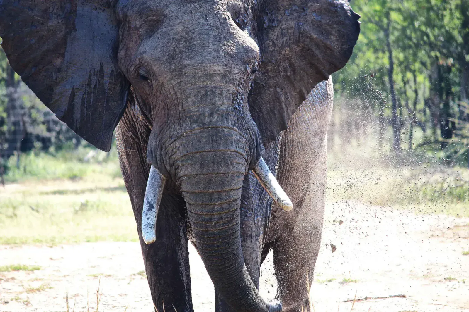 Moçambique: safari e Índico, o guia completo