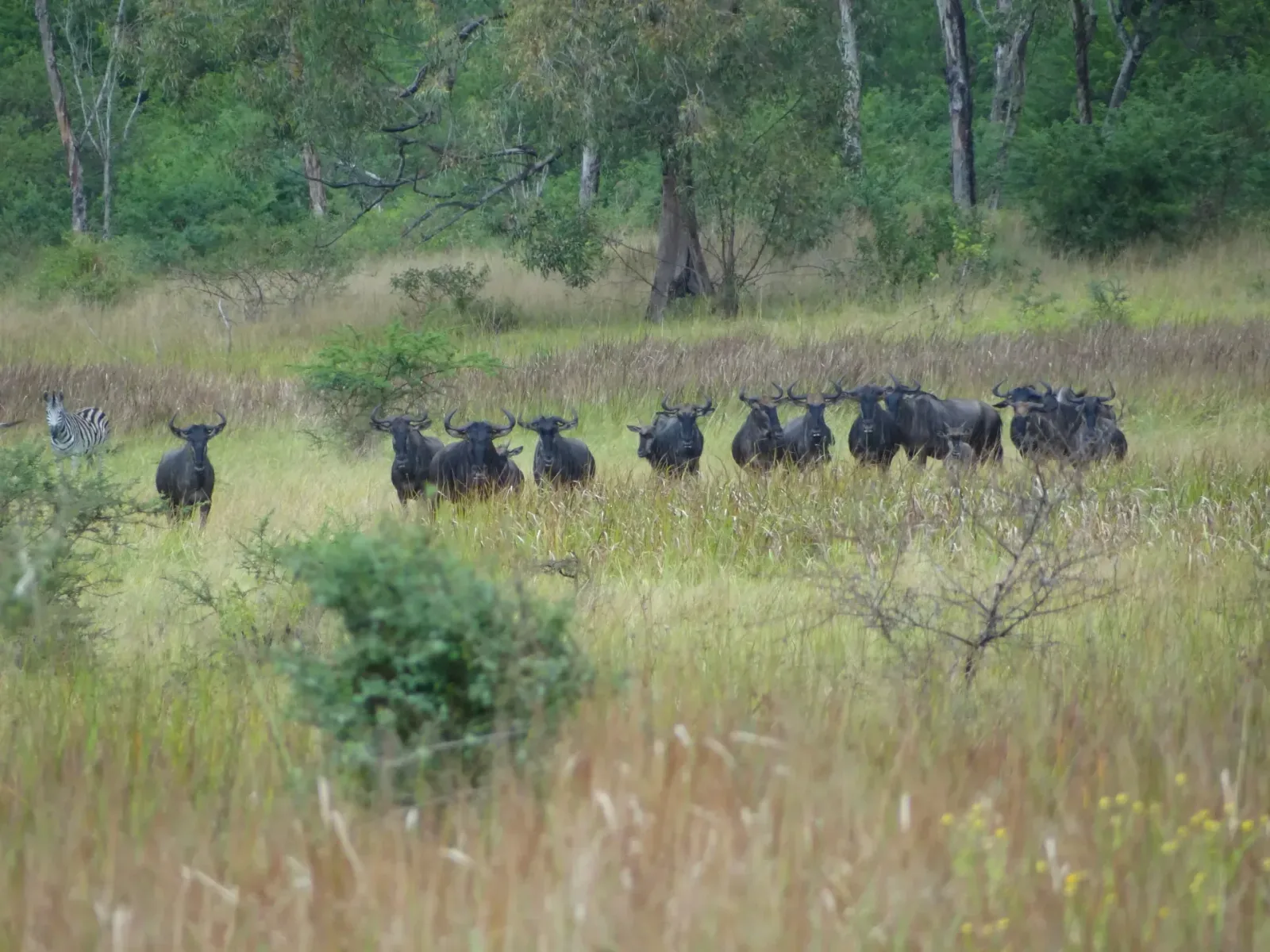 Manadas junto às pastagens do Parque Nacional de Maputo, onde a vida selvagem se concentra na época seca