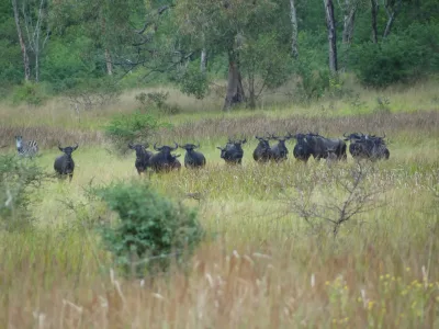 Wildlife safari in Maputo National Park