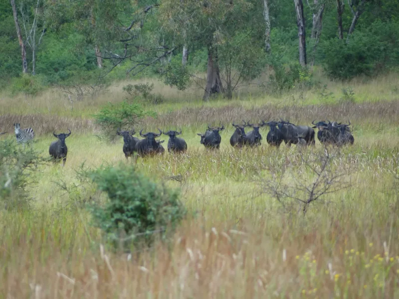 Maputo National Park wildlife