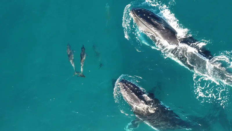 Coastal surf aerial