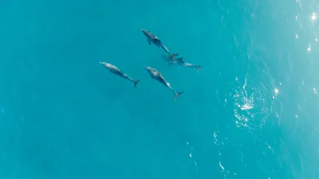 Tofo Beach aerial surf