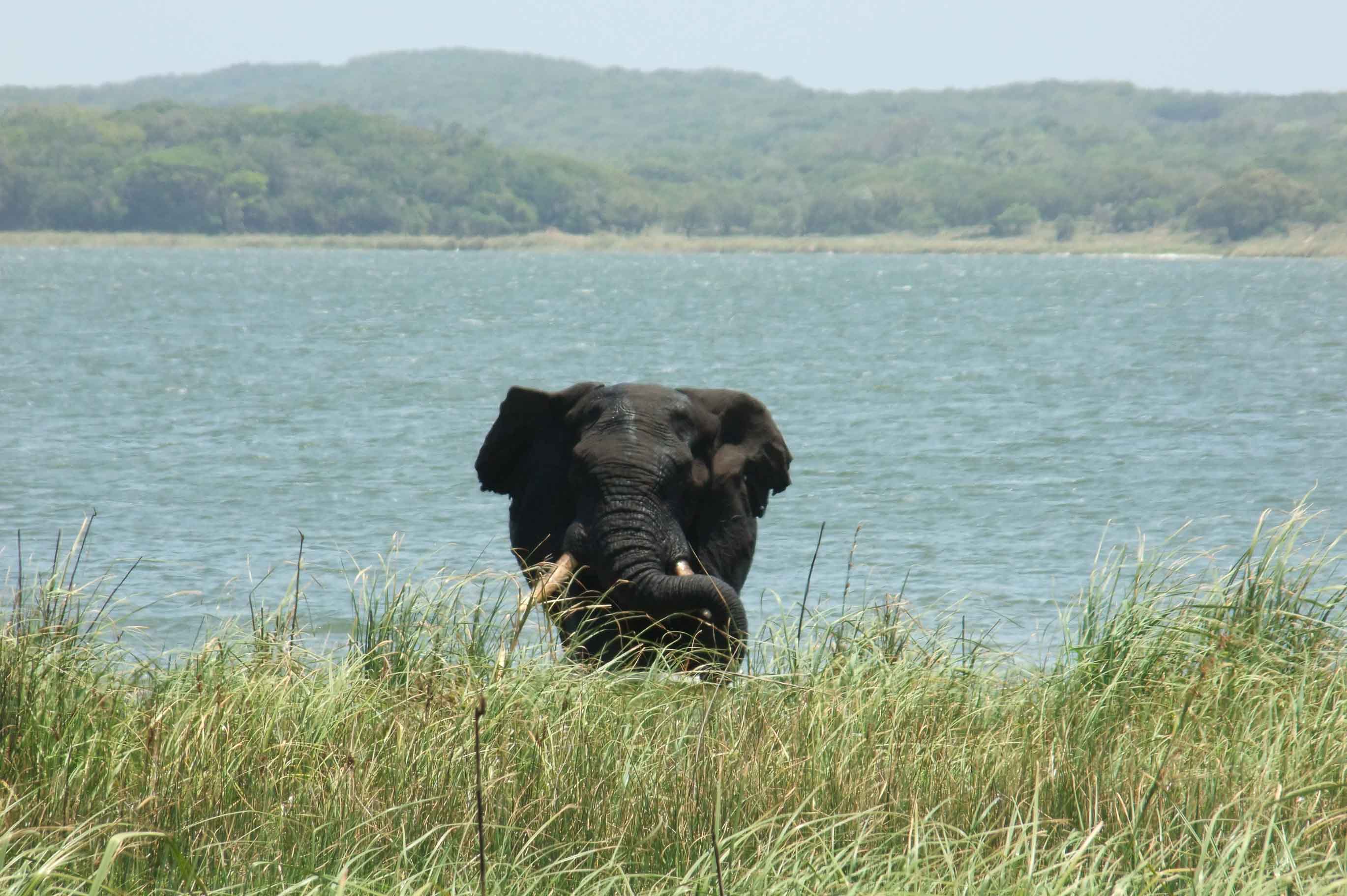 Day trip to maputo special reserve with mabeco tours
