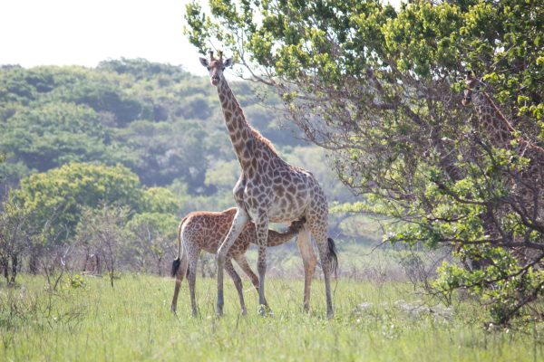 Maputo special reserve day tour from Maputo with mabeco tours