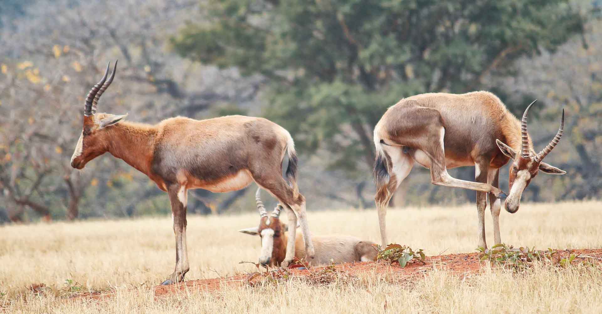 Photo of two blesbok in Mlilwane by Mabeco tours from Maputo