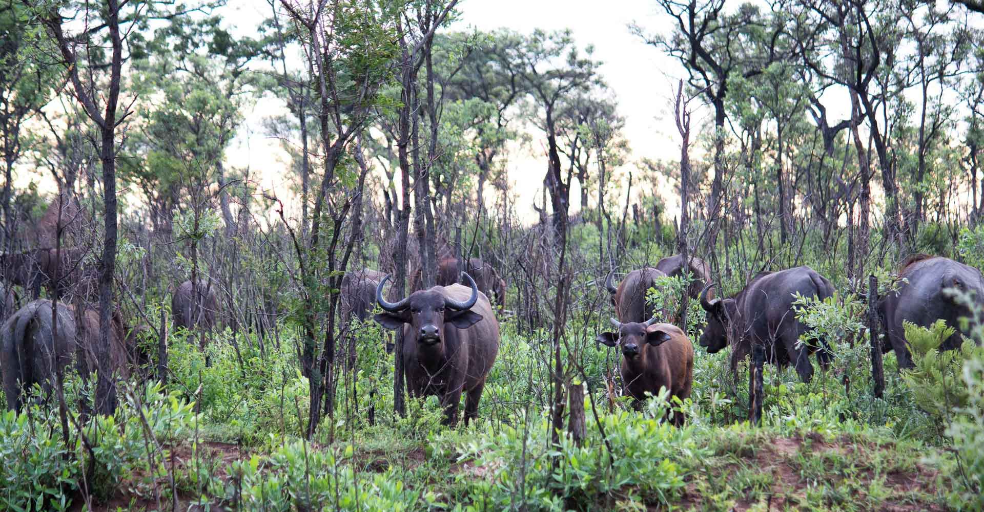 Buffaloes in Rainy season by Mabeco tours during a 3 day kruger safari from Maputo