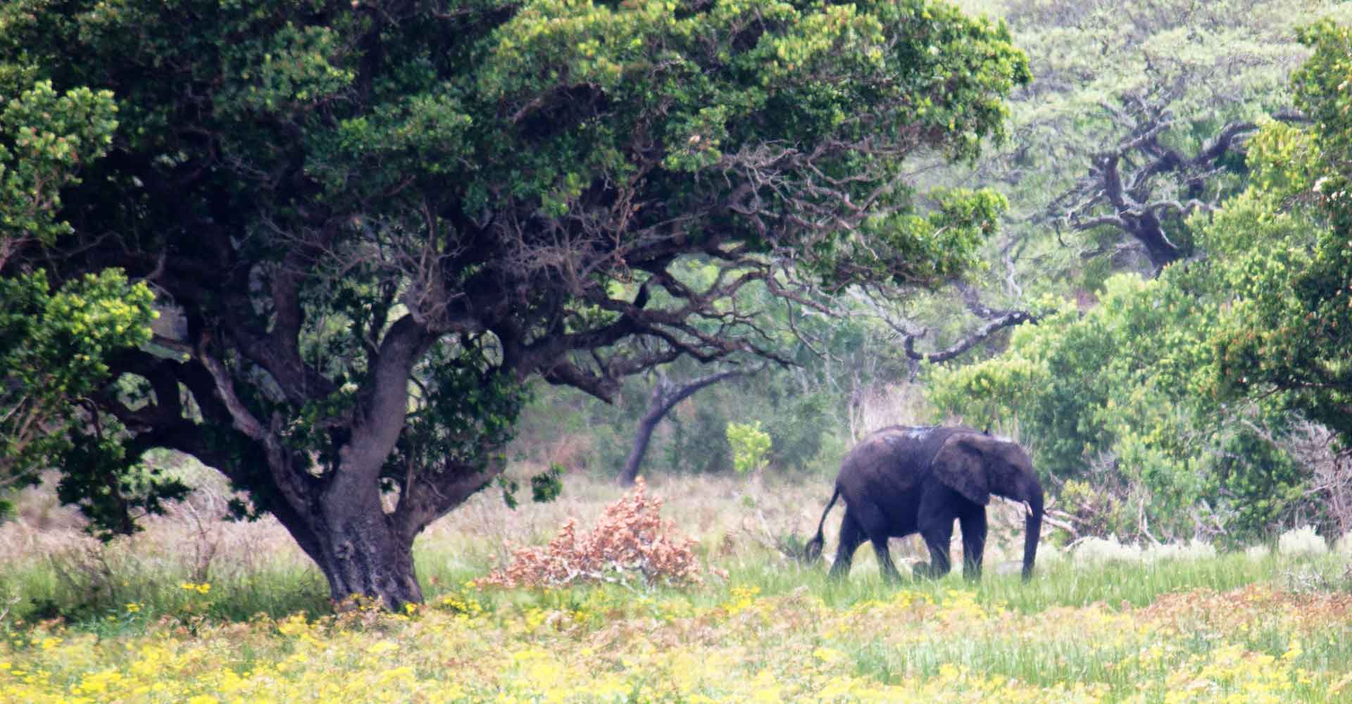 Elephant picture taken during an expedition in Mozambique with Mabeco tours