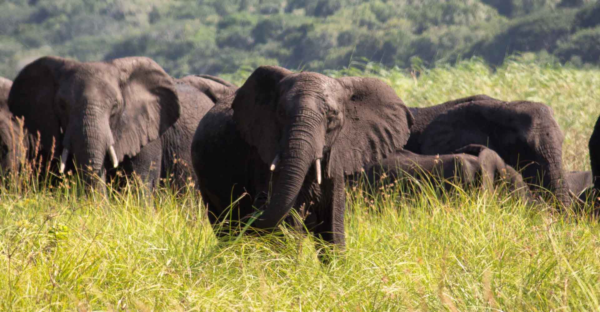 Elephant herd in Maputo special reserve with Mabeco tours a travel agency based in Maputo