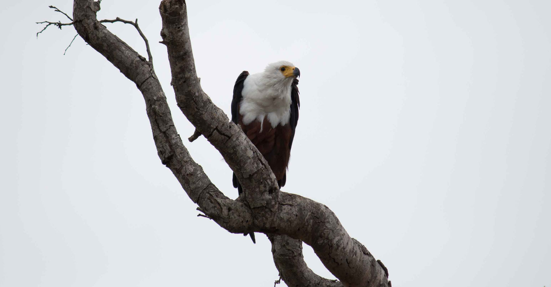 Photo of a fish eagle in Kruger park by Mabeco tours