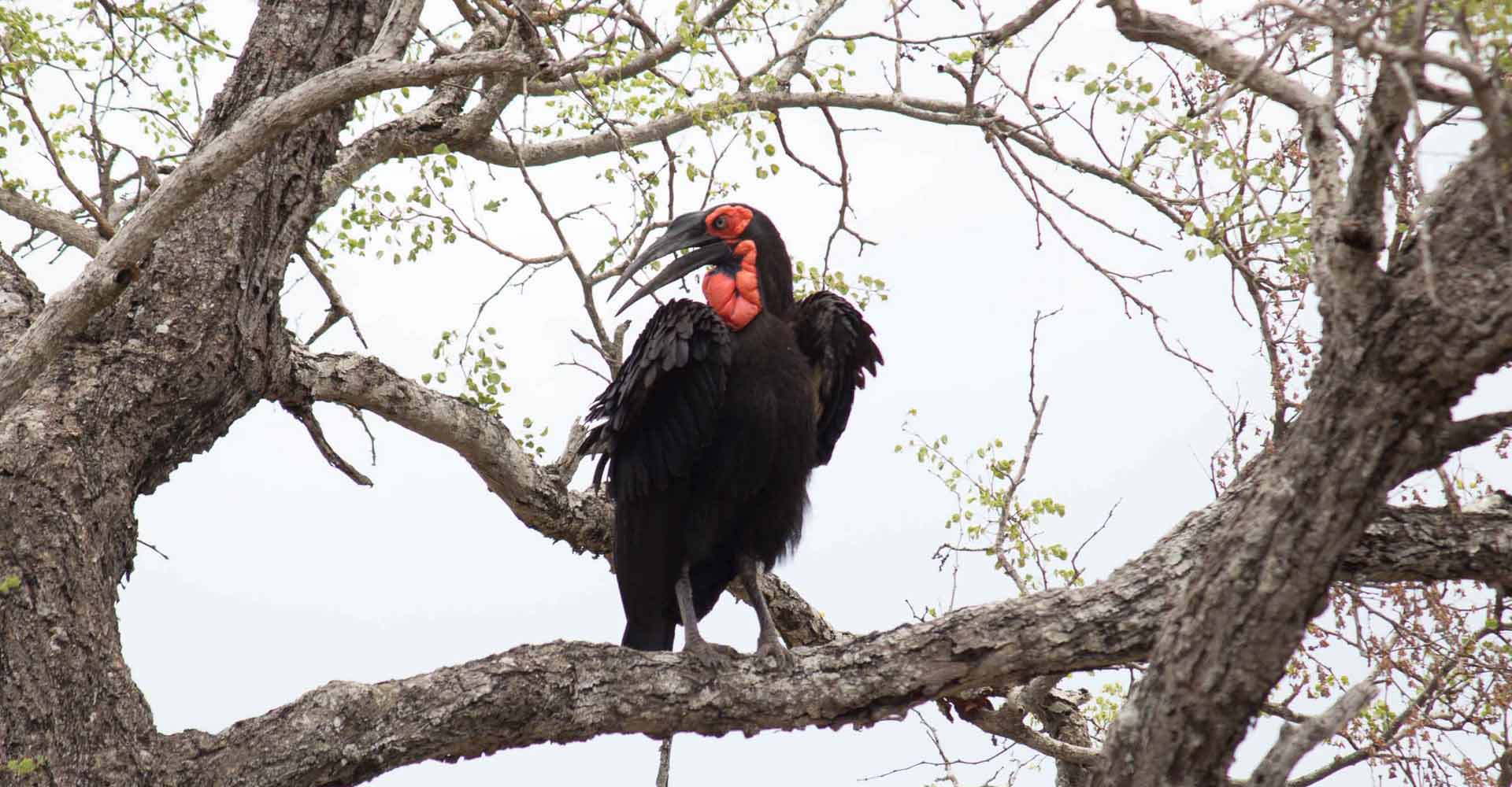 Ground Hornbill in Kruger park on a tour from Maputo