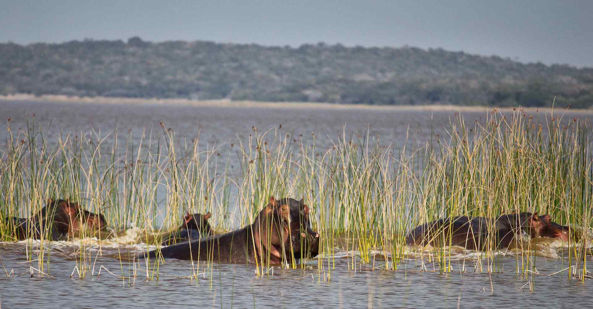 Maputo national park