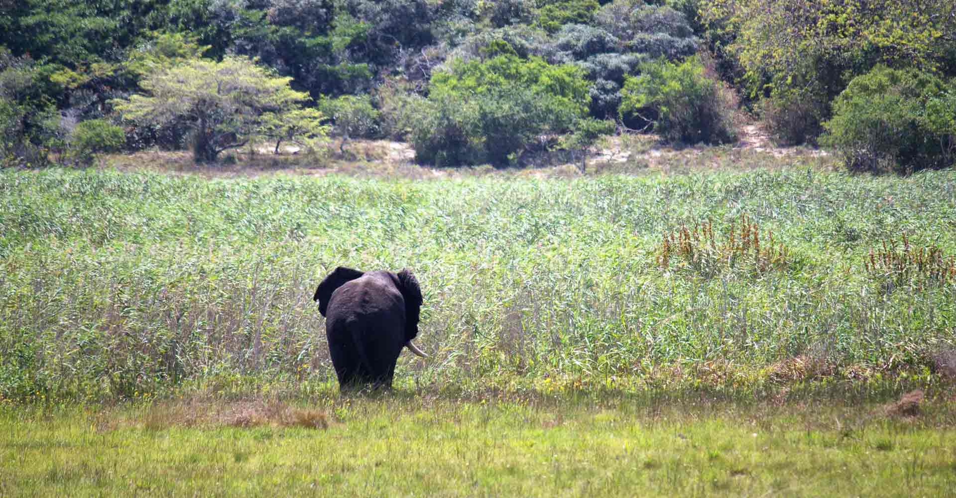 Elephant bull in Maputo special reserve in Mozambique by Mabeco tours