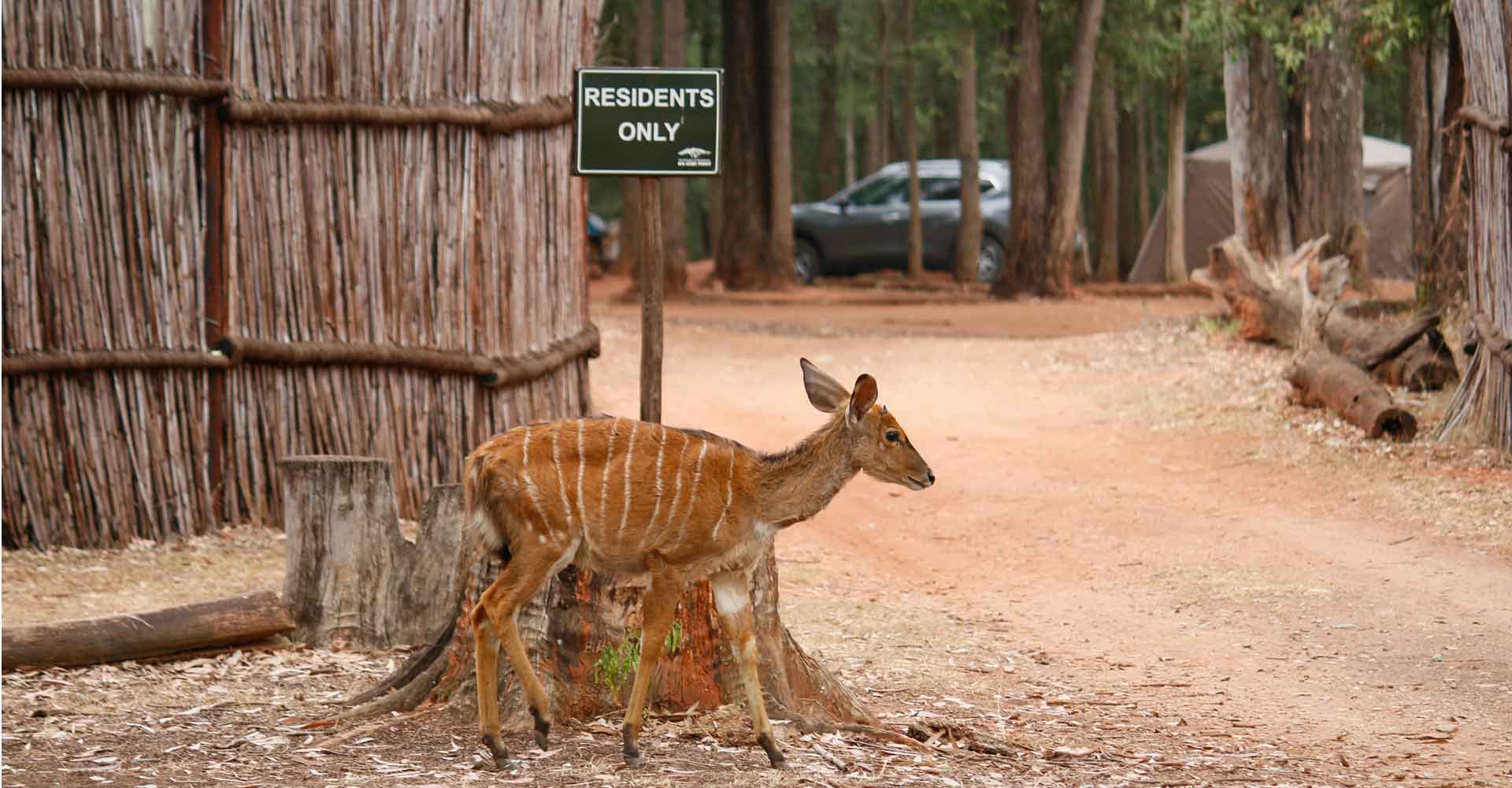 Photo of a nyala at Mlilwane with Mabeco tours during a safari from Maputo