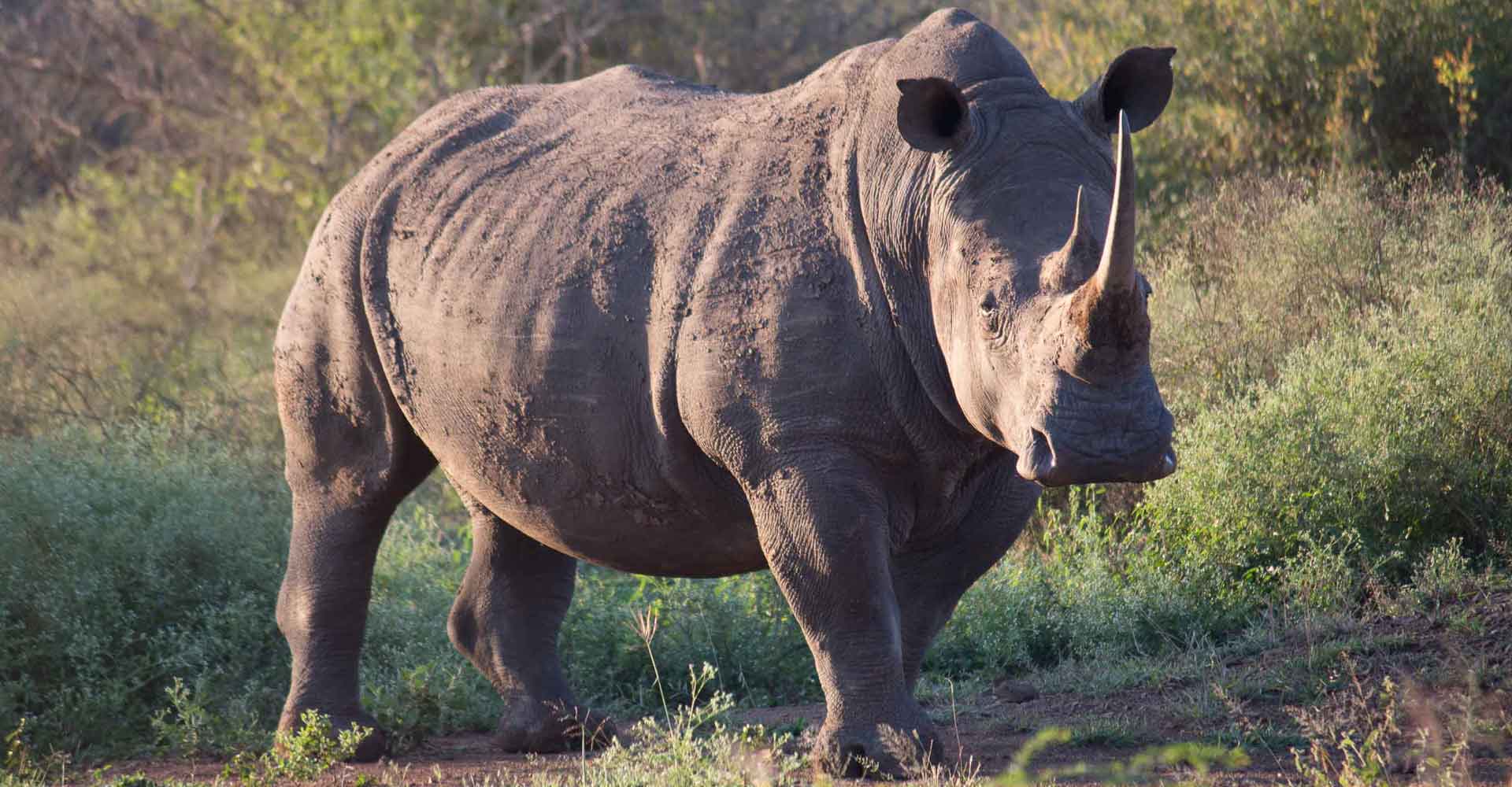 Photo taken in Swaziland of a rhino during a tour to Swaziland from Maputo by Mabeco tours