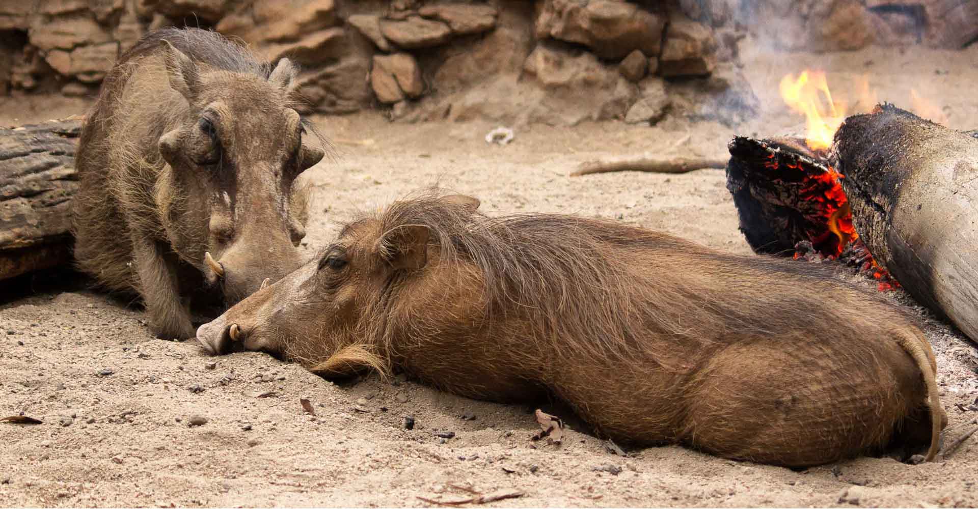 warthogs in Mlilwane by mabeco tours on a holiday package from Maputo