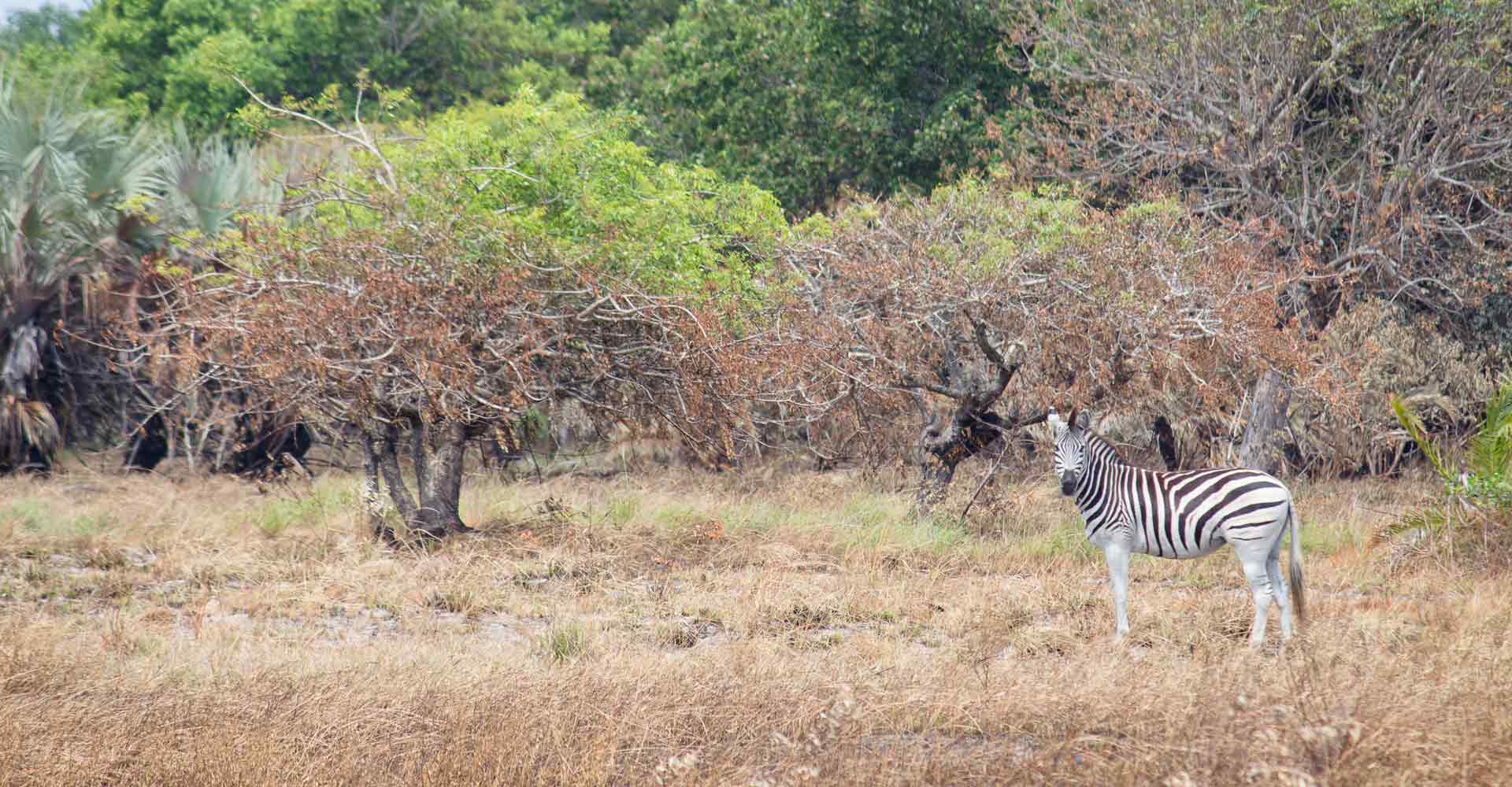 Zebra sighting on a Maputo special reserve overnight trip with Mabeco tours