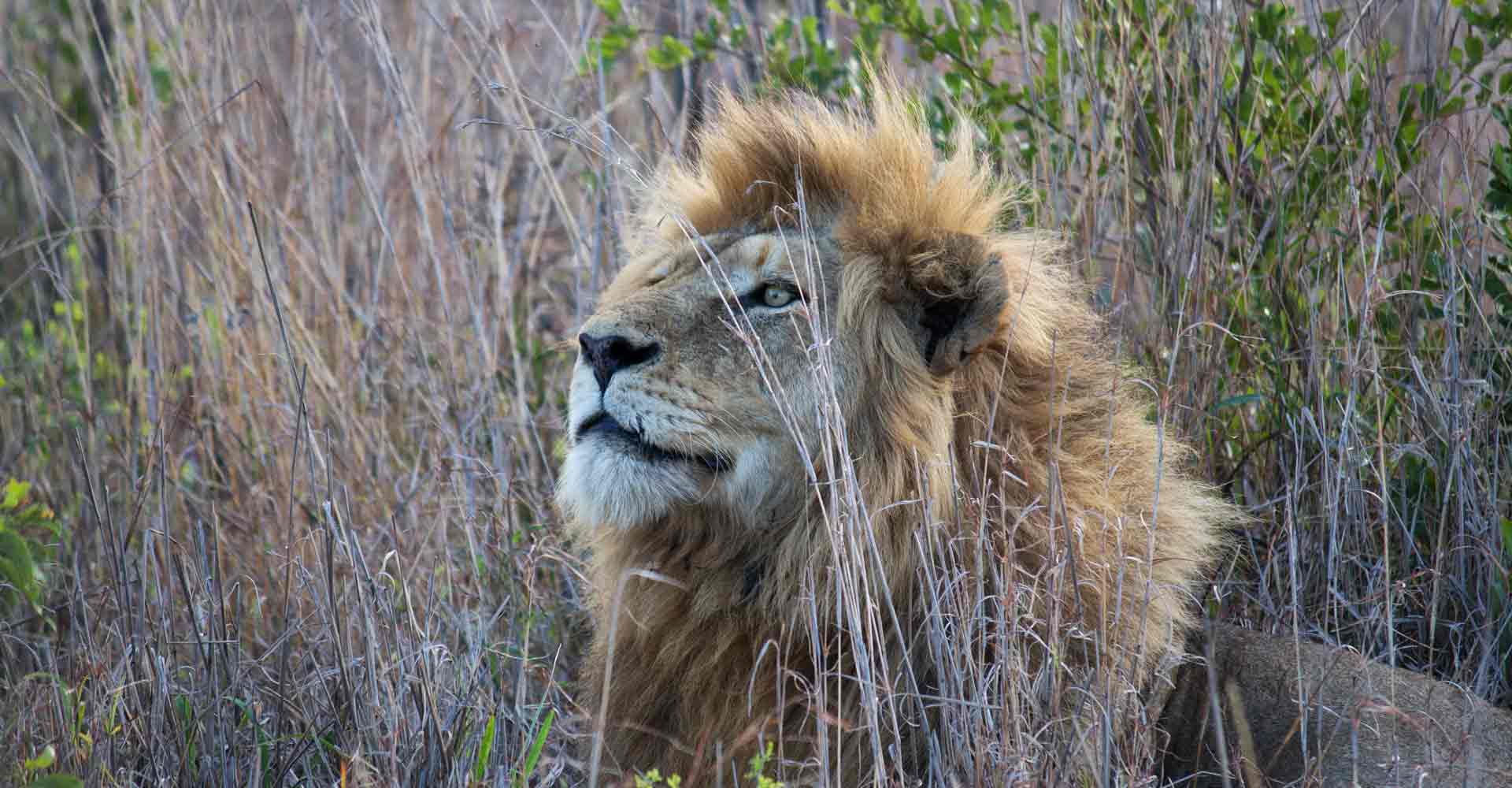 Lion sighting by Mabeco tours a travel agency from Maputo