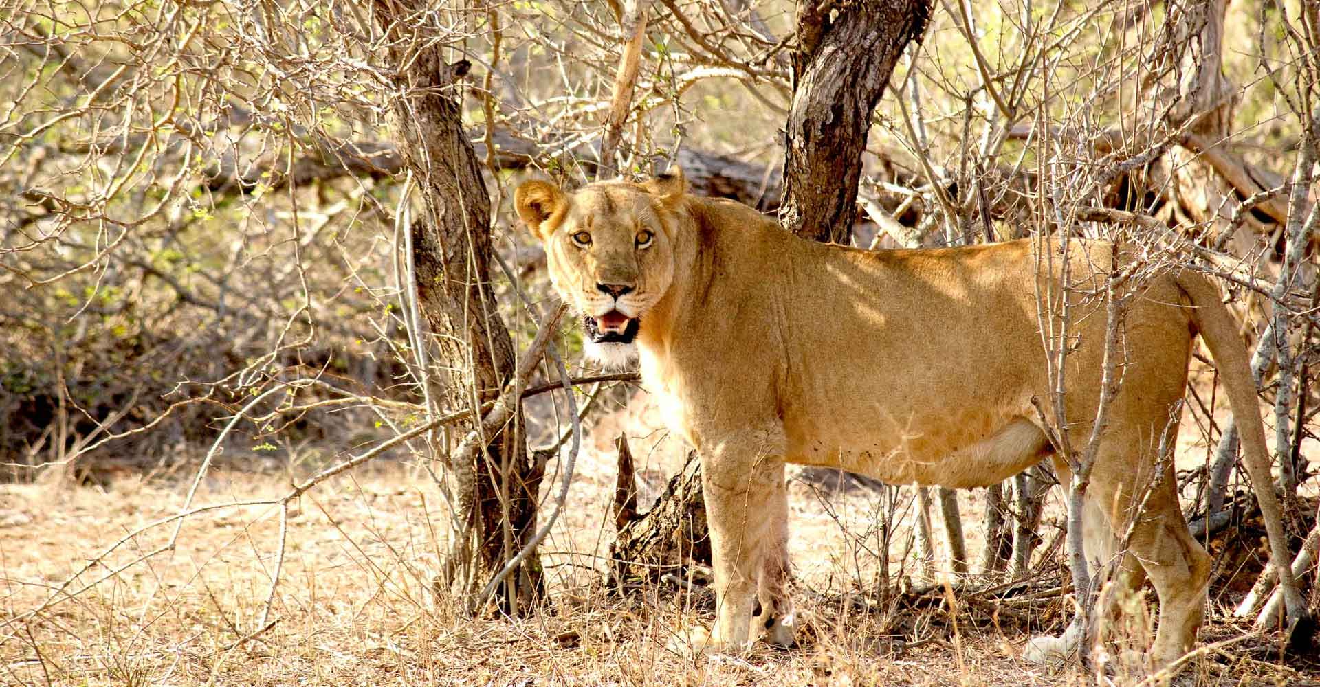 Lioness in Hlane by Mabeco tours from Maputo