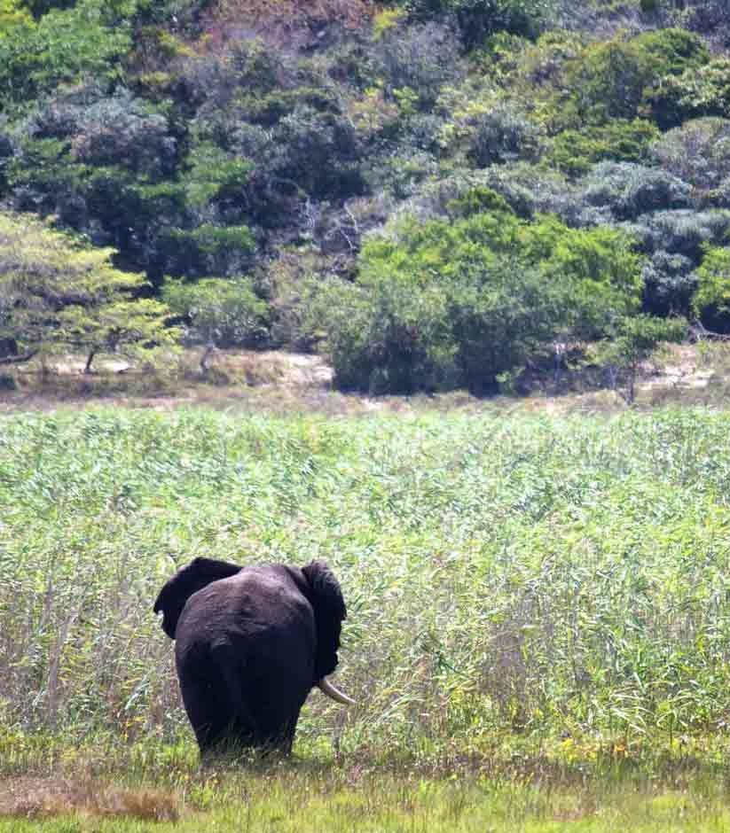 Maputo National Park Safari